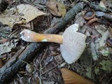 Austroboletus gracilis image