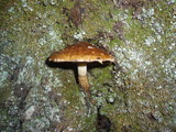 Hemistropharia albocrenulata image