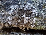 Physconia perisidiosa image