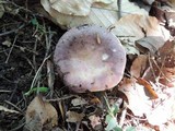 Russula cyanoxantha image