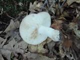 Russula variata image
