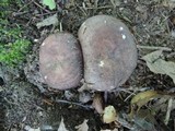 Russula variata image