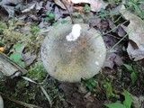Russula variata image
