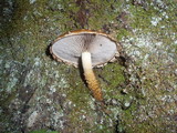 Hemistropharia albocrenulata image