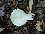 Russula variata image