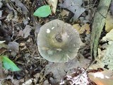 Russula variata image