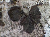 Collema subnigrescens image