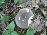 Russula cyanoxantha image