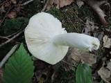 Russula cyanoxantha image