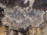 Lecidea fuscoatra image