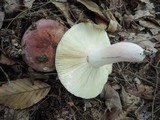 Russula vinosobrunnea image