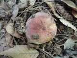 Russula vinosobrunnea image