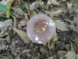 Russula vinosobrunnea image