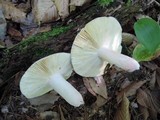 Russula vinosobrunnea image