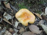 Lactarius croceus image