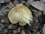 Lactarius croceus image