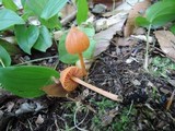 Entoloma quadratum image