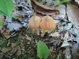 Entoloma quadratum image