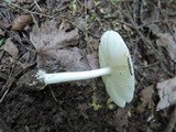 Amanita albocreata image