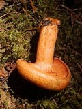 Lactarius thyinos image