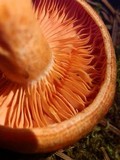 Lactarius thyinos image