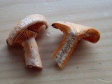 Lactarius thyinos image