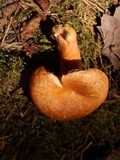 Lactarius thyinos image