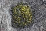 Candelariella vitellina image