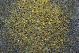 Candelariella vitellina image