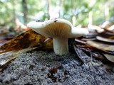 Lactarius subvellereus image