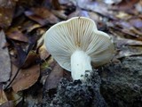 Lactarius subvellereus var. subdistans image