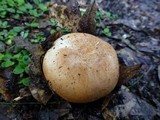 Russula compacta image