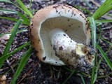 Russula compacta image