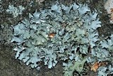 Parmotrema reticulatum image