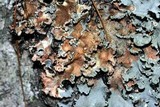 Parmotrema reticulatum image