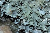 Parmotrema reticulatum image