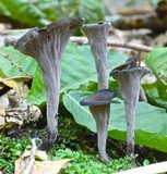 Craterellus fallax image