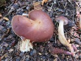 Rhodocollybia butyracea image