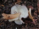 Rhodocollybia butyracea image