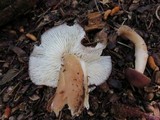 Rhodocollybia butyracea image