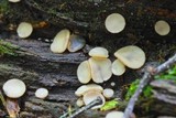 Tatraea macrospora image