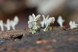 Arcyria cinerea image