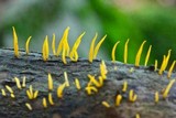 Calocera cornea image