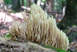 Ramaria stricta image