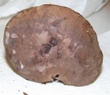Tylopilus plumbeoviolaceus image