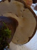 Tylopilus plumbeoviolaceus image