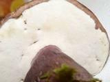 Tylopilus plumbeoviolaceus image
