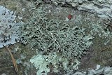 Ramalina intermedia image