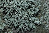 Ramalina intermedia image