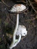 Coprinopsis variegata image